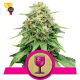 Critical - Royal Queen Seeds